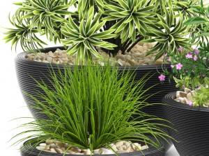 plants set 54 3D-Modell