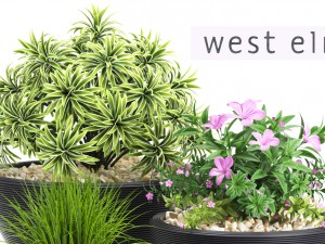 plants set 54 3D-Modell
