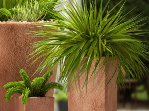 plants 55 3D Model