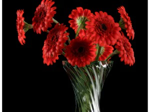gerbera rouge Modèle 3D