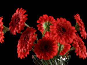 red gerbera 3D 모델