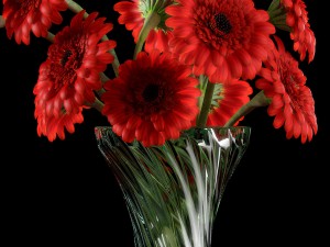 red gerbera 3D 모델