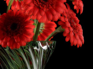 red gerbera 3D 모델