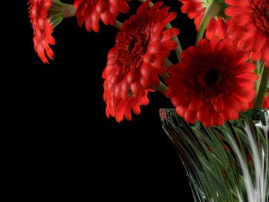 red gerbera 3D 모델