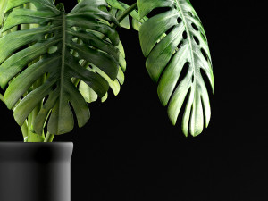 plants 50 Modèle 3D