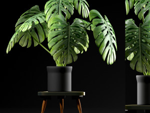 plants 50 Modelo 3D