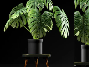 plants 50 3D Model