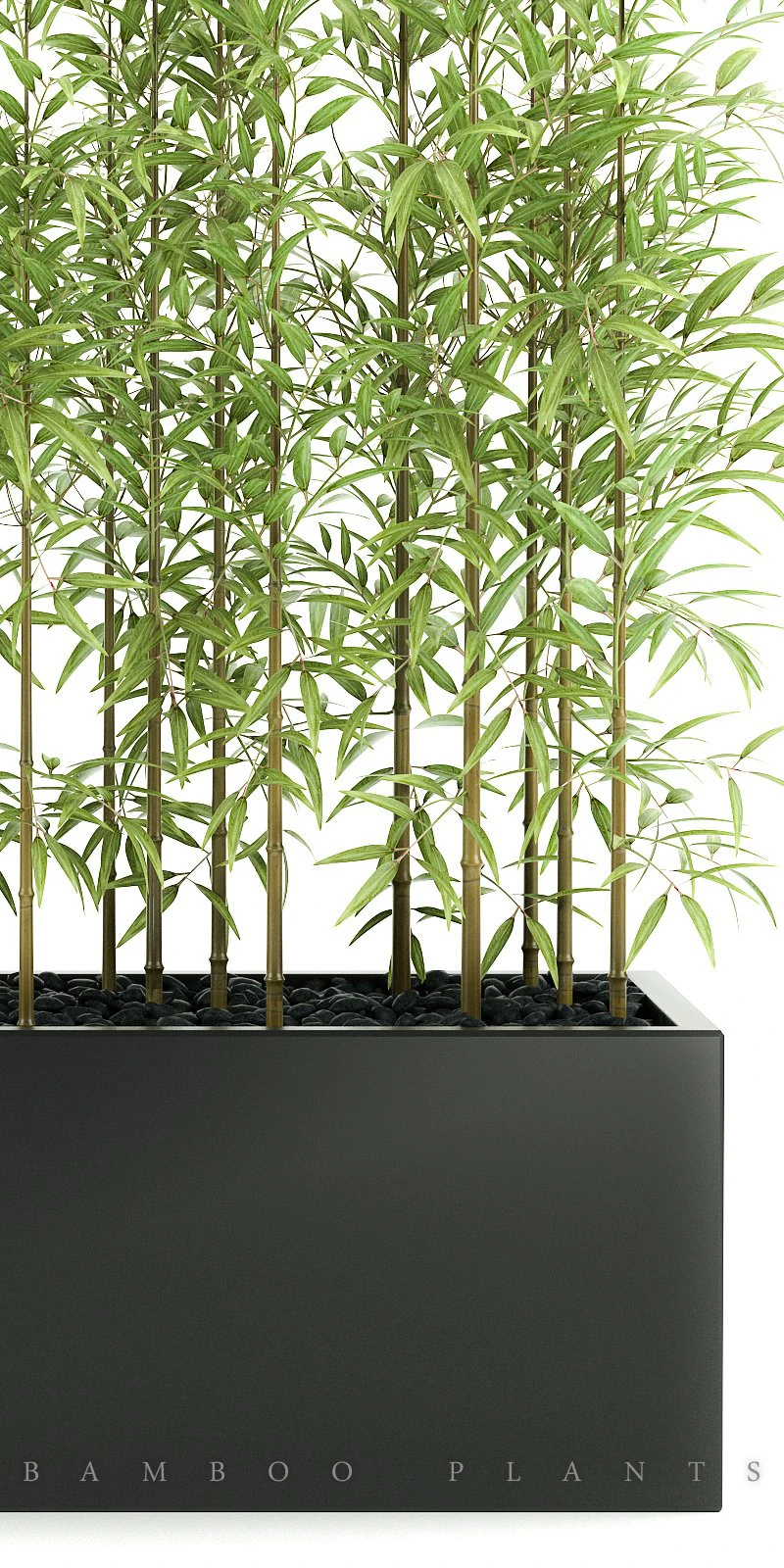 plants 49 3D Model .c4d .max .obj .3ds .fbx .stl .blend 