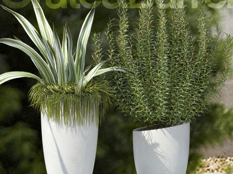 PLANTS 61 3D Model