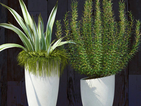 PLANTS 61 3D Model