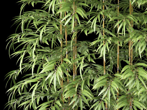 BAMBOO PLANTS 62 3D Model