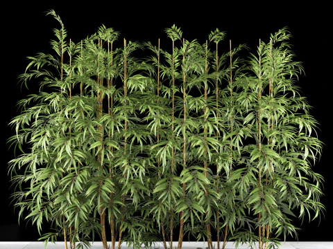 BAMBOO PLANTS 63 3D Model