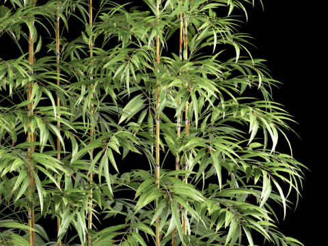 BAMBOO PLANTS 63 Model 3D