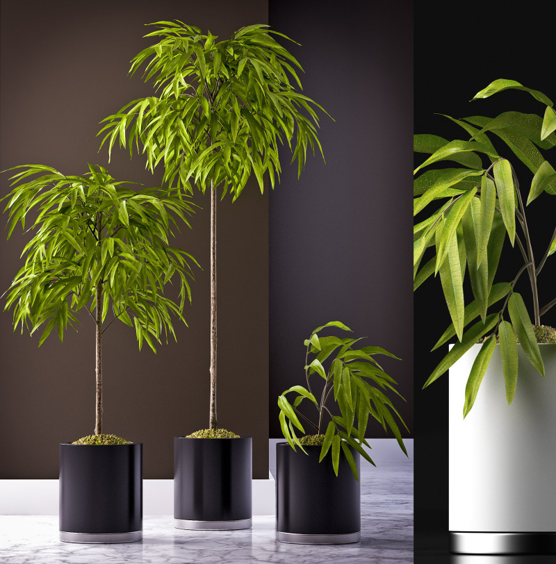 PLANTS 64 FICUS ALII Model 3D .c4d .max .obj .3ds .fbx .stl .blend 