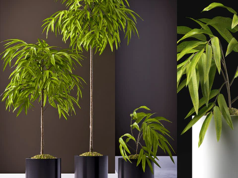 PLANTS 64 FICUS ALII 3D Model
