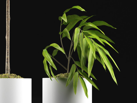 PLANTS 64 FICUS ALII Model 3D