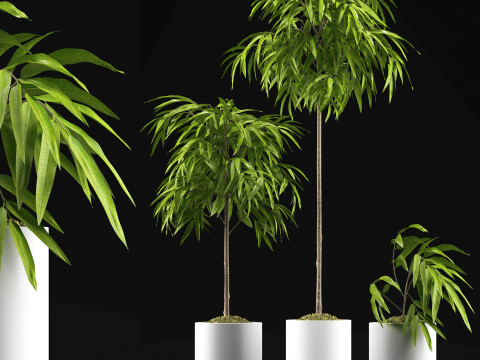 PLANTS 64 FICUS ALII Model 3D