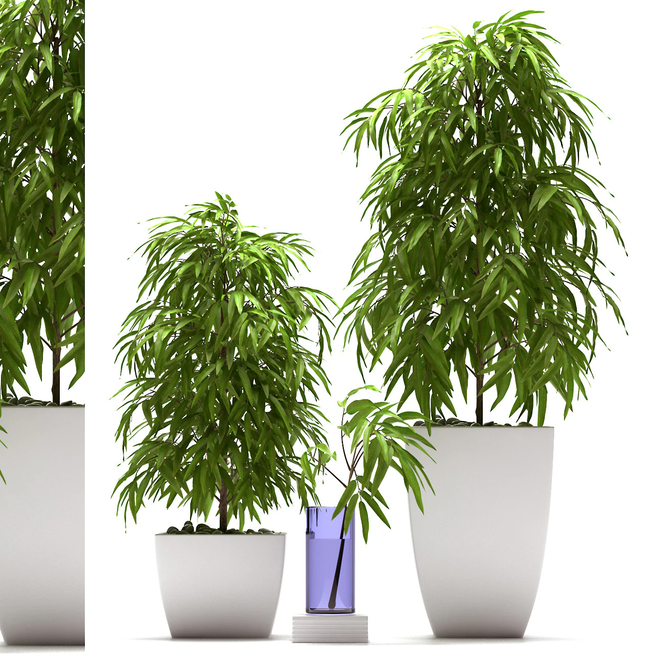 PLANTS 66 FICUS ALII 3D Model .c4d .max .obj .3ds .fbx .stl .blend 