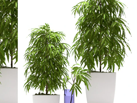 PLANTS 66 FICUS ALII 3D Model