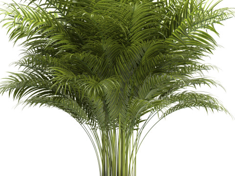 PLANTS 67 Model 3D