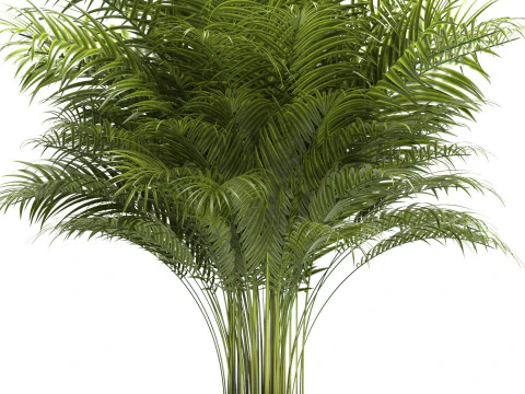 PLANTS 67 3D Model