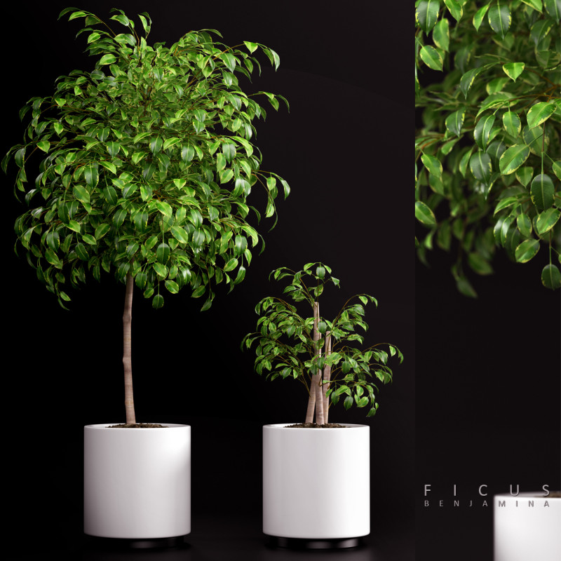 PLANTS 70 3D Модель .c4d .max .obj .3ds .fbx .stl .blend 