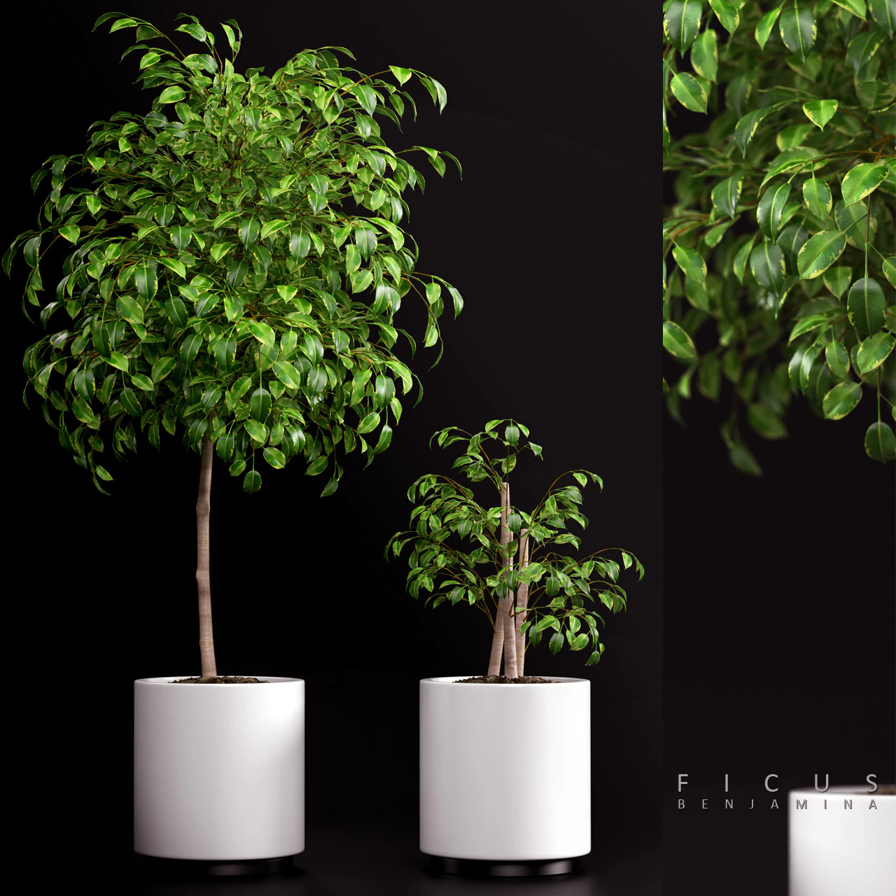 PLANTS 70 3D Model .c4d .max .obj .3ds .fbx .stl .blend 