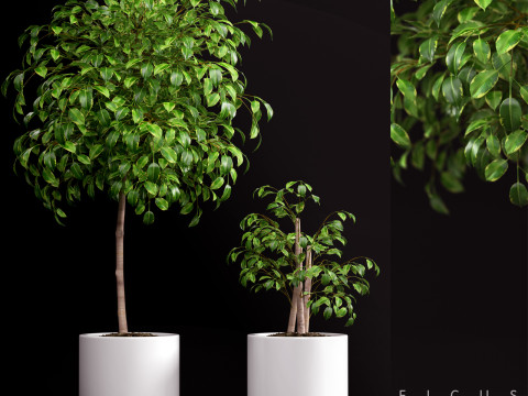 PLANTS 70 3D 모델