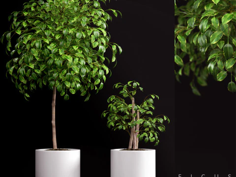 ROŚLINY 70 Model 3D