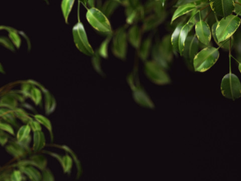 PLANTS 70 3D Модель