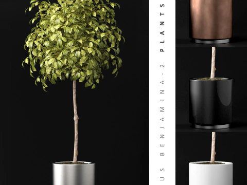 PLANTES 74 Modèle 3D