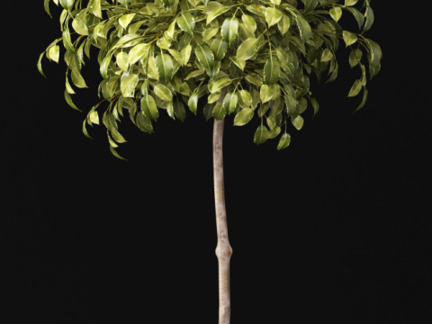PLANTS 74 Modelo 3D