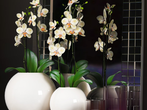ORCHID 5 3D Model
