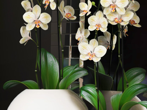 ORCHID 5 3D Model