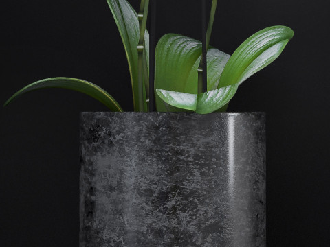 ORCHID 7 3D Model