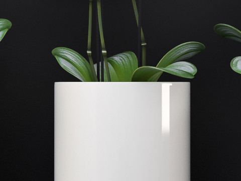 ORCHID 7 3D Model