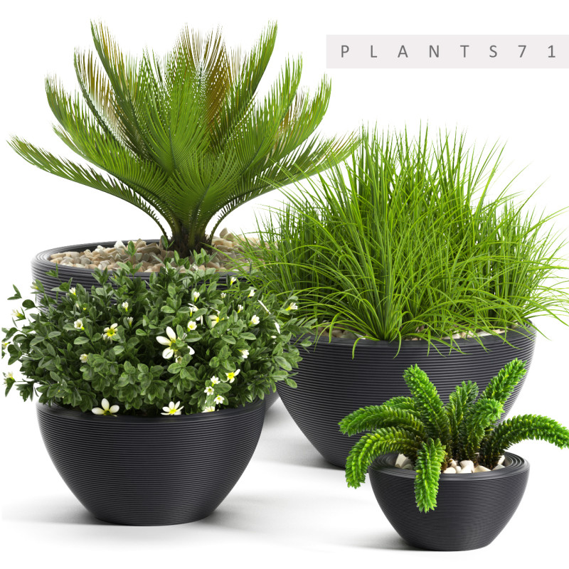 PLants 71 3D-Modell .c4d .max .obj .3ds .fbx .stl .blend 