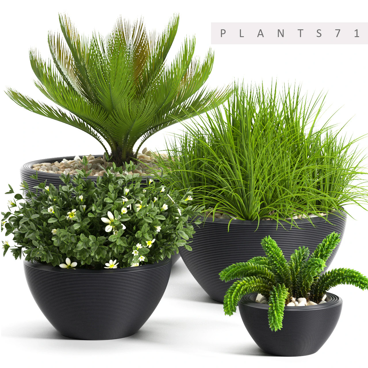 PLants 71 3D Model .c4d .max .obj .3ds .fbx .stl .blend