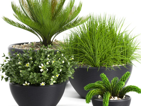 Plantes 71 Modèle 3D