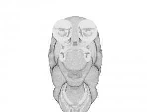 hi-poly snail sculpt 3D Model