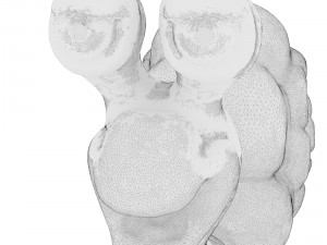 hi-poly snail sculpt 3D Model