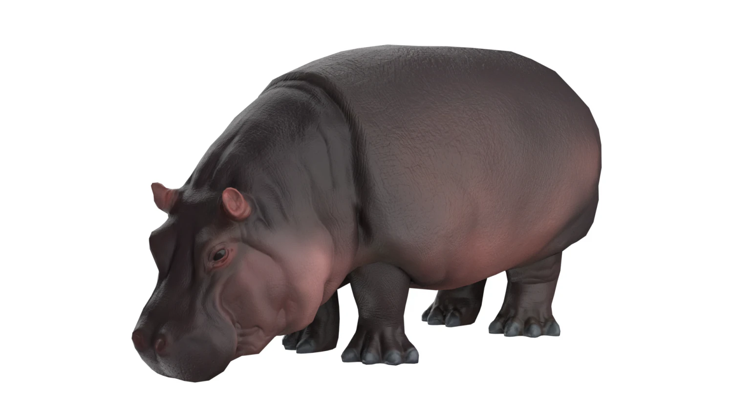 hippo 3D Model .c4d .max .obj .3ds .fbx .stl .blend 