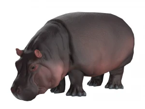 ippopotamo Modello 3D