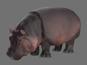 hippo 3D Model