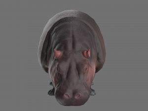 hippo 3D Модель