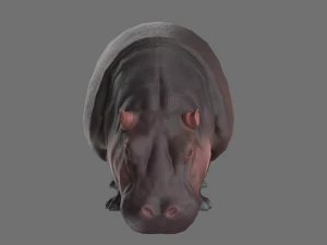 hippo 3D Model