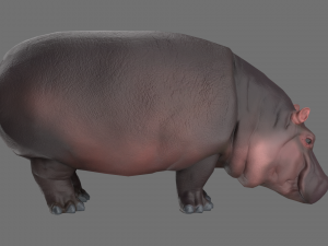 hippo 3D Модель