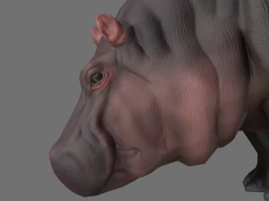 hippo 3D Model