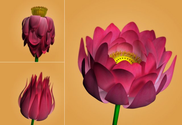 lotus flower 3D Model .c4d .max .obj .3ds .fbx .stl .blend 
