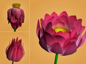 lotus flower 3D Model